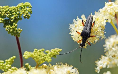 Réf. 208 214 : Stenocorus meridianus
